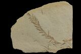 Dawn Redwood (Metasequoia) Fossil - Montana #142546-1